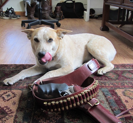cattle dog.JPG