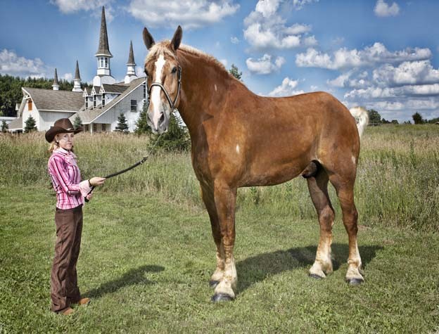 guinness_world_records_tallest_horse_big_jake.jpg