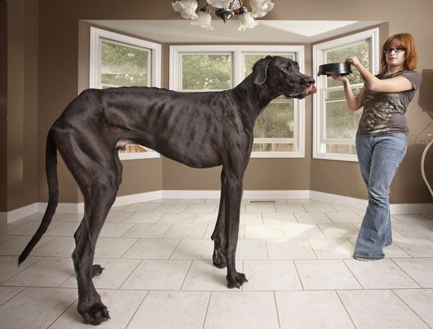 guinness_world_records_tallest_dog_zeus.jpg