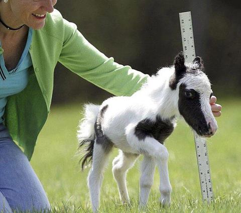 little horse.jpg