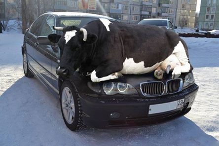 Cows.jpg