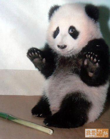 Panda X.JPG