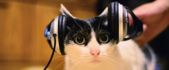 Monitoring Cat.jpg