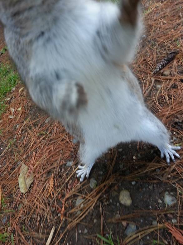 Squirrel.jpg