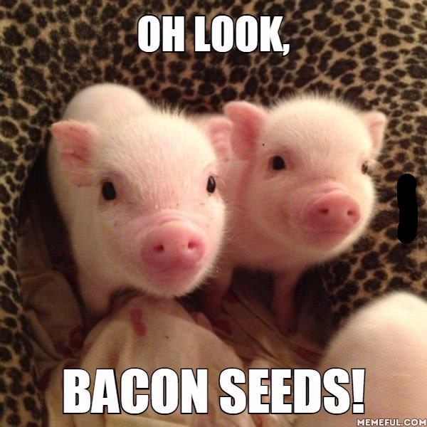 Bacon Seeds.jpg