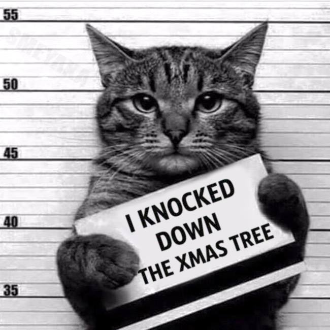 Tree cat.jpg