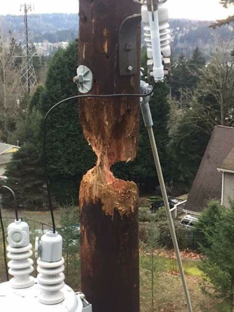 Woodpecker.jpg