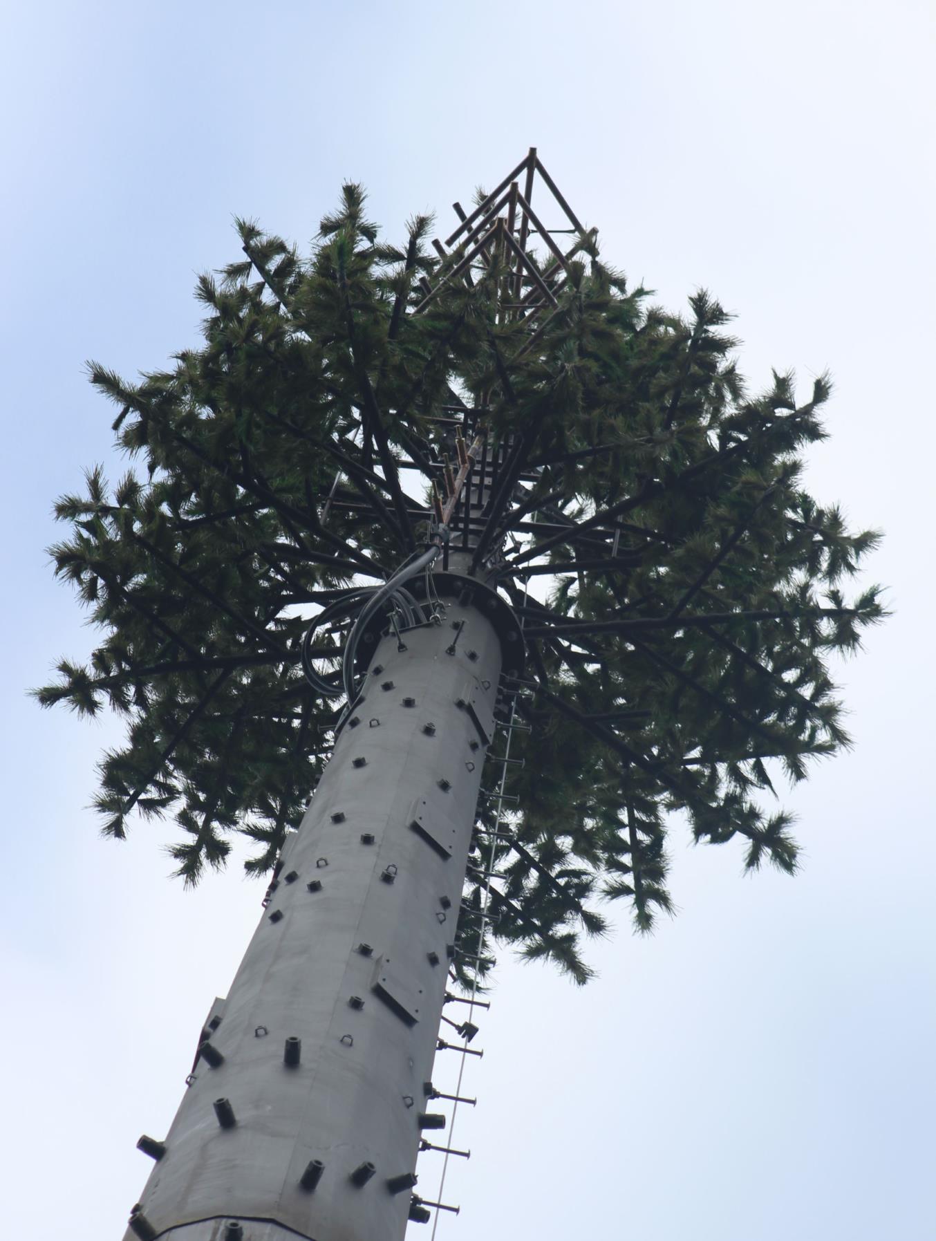 Tree.jpg