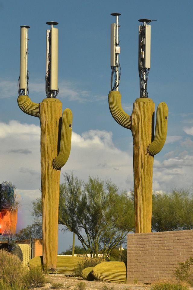cactus.jpg