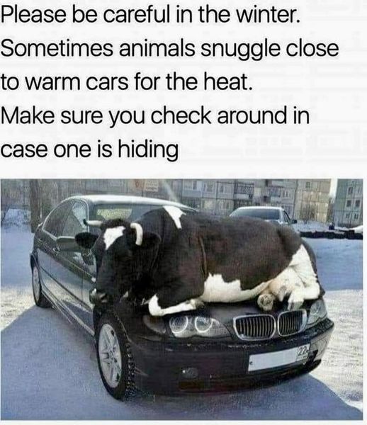 cow.jpg