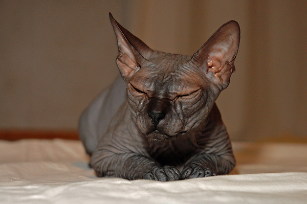 Kitty.jpg