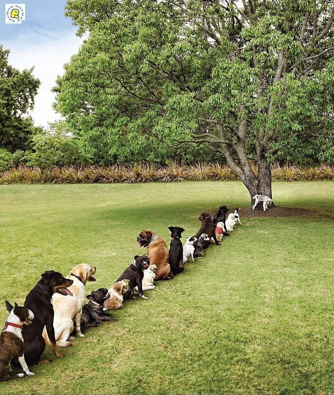 tree.JPG