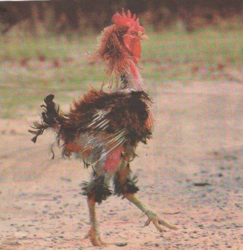 chicken.JPG
